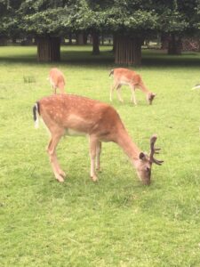 Image shows deer at Dunham Massey estate with trees & tree protectors in the background